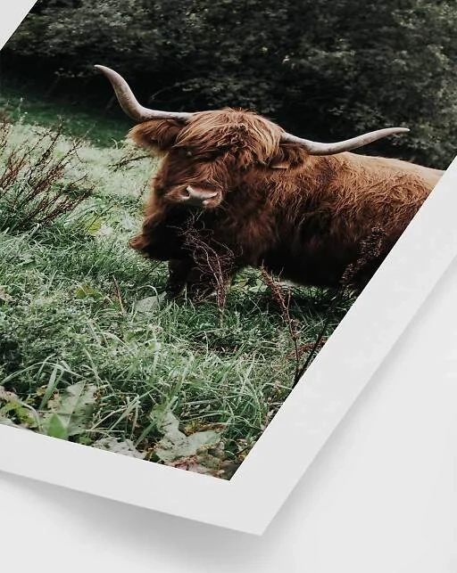 cow in the grass plakat